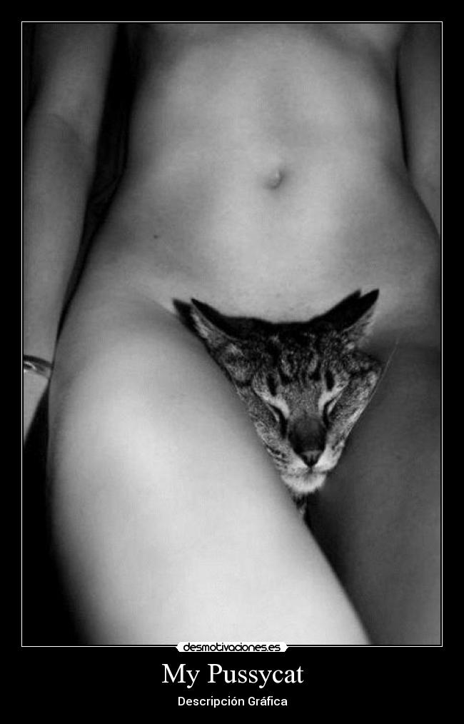 My Pussycat - Descripción Gráfica