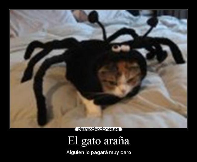 El gato araña - Alguien lo pagará muy caro