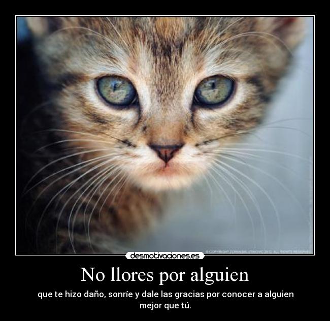 carteles rubbiittoo rules yeah desmotivaciones