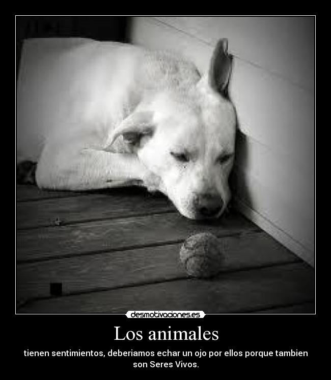 Los animales - tienen sentimientos, deberiamos echar un ojo por ellos porque tambien
son Seres Vivos.