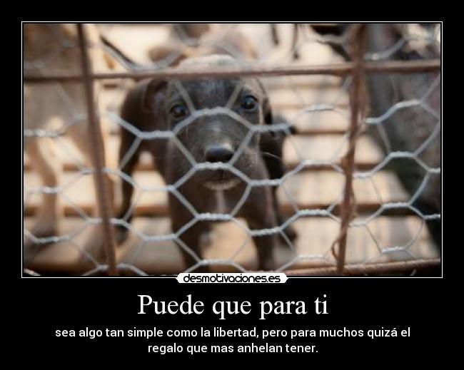 Puede que para ti - sea algo tan simple como la libertad, pero para muchos quizá el
regalo que mas anhelan tener.