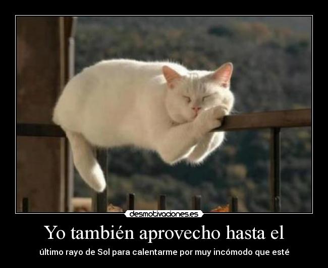 Yo también aprovecho hasta el - último rayo de Sol para calentarme por muy incómodo que esté