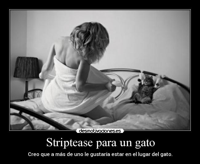 Striptease para un gato - Creo que a más de uno le gustaría estar en el lugar del gato.