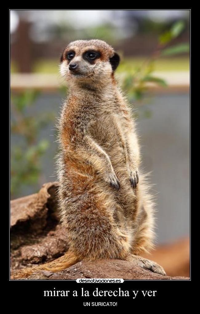 mirar a la derecha y ver - UN SURICATO!