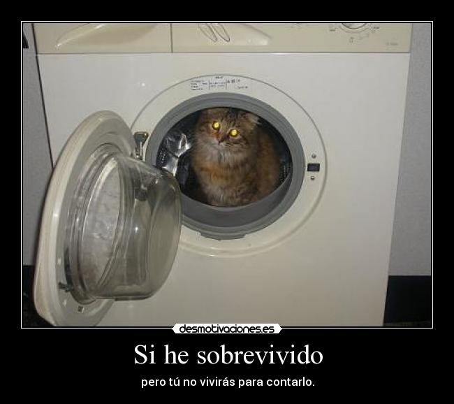 carteles gatosninja desmotivaciones