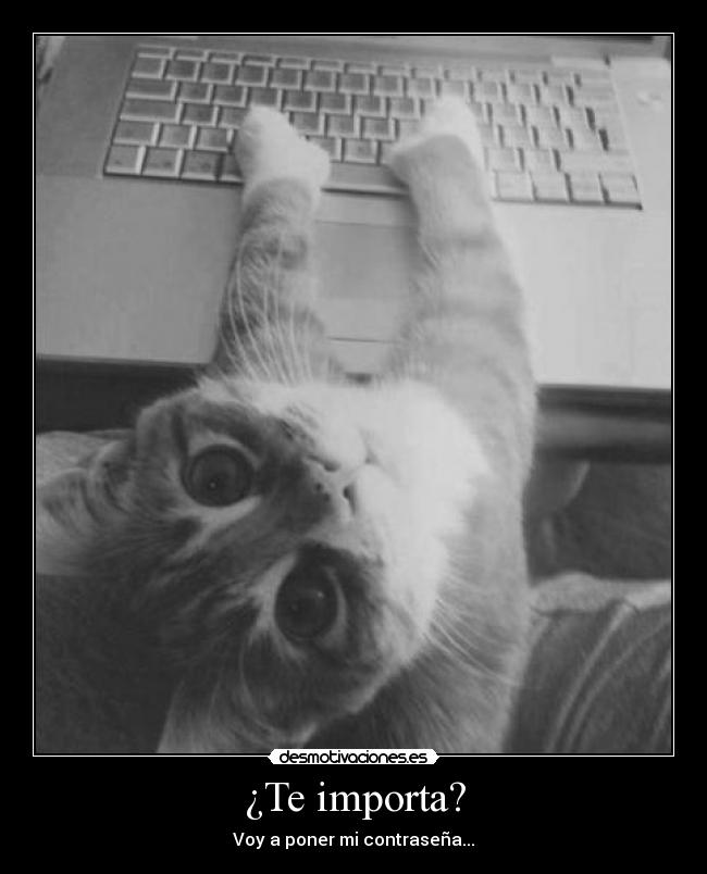 carteles ese gatito una ternura como senor pereshosho desmotivaciones rutherfordio jovenfilosofo desmotivaciones