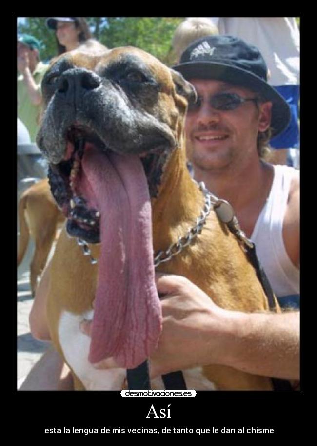 Así - esta la lengua de mis vecinas, de tanto que le dan al chisme