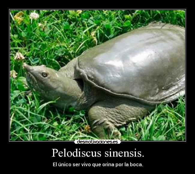 Pelodiscus sinensis. - El único ser vivo que orina por la boca.