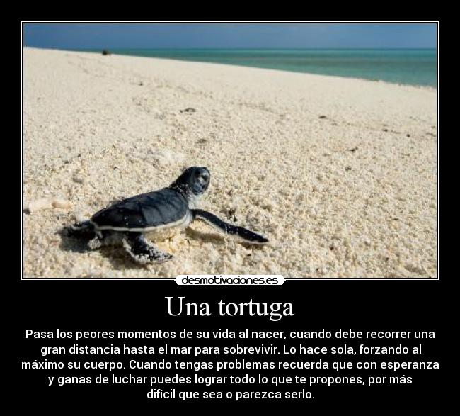 Una tortuga - 