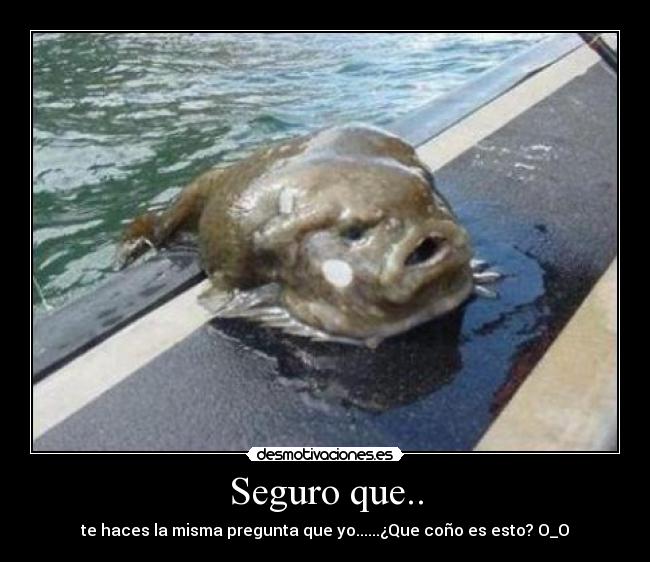 carteles pez raro mar pregunta desmotivaciones desmotivaciones