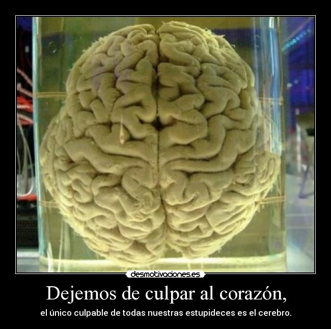 Dejemos de culpar al corazón, - el único culpable de todas nuestras estupideces es el cerebro.