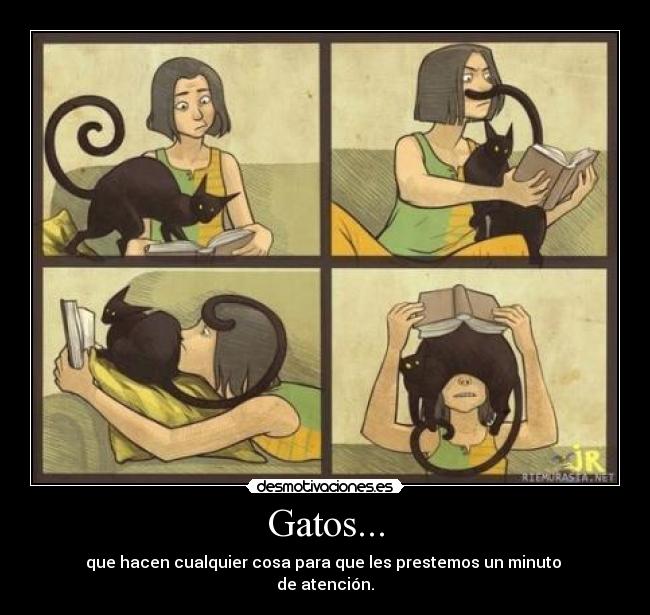 Gatos... - que hacen cualquier cosa para que les prestemos un minuto
de atención.
