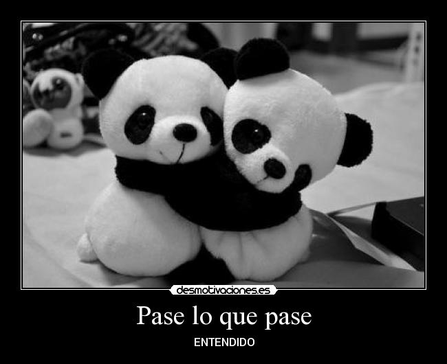 carteles amo mucho los pandas estos san tan lindo tengo vida necesito novio desmotivaciones