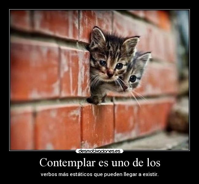 carteles deivod mvr elgatoquenuncasupovivir porque quedas parado mirando haces nada desmotivaciones