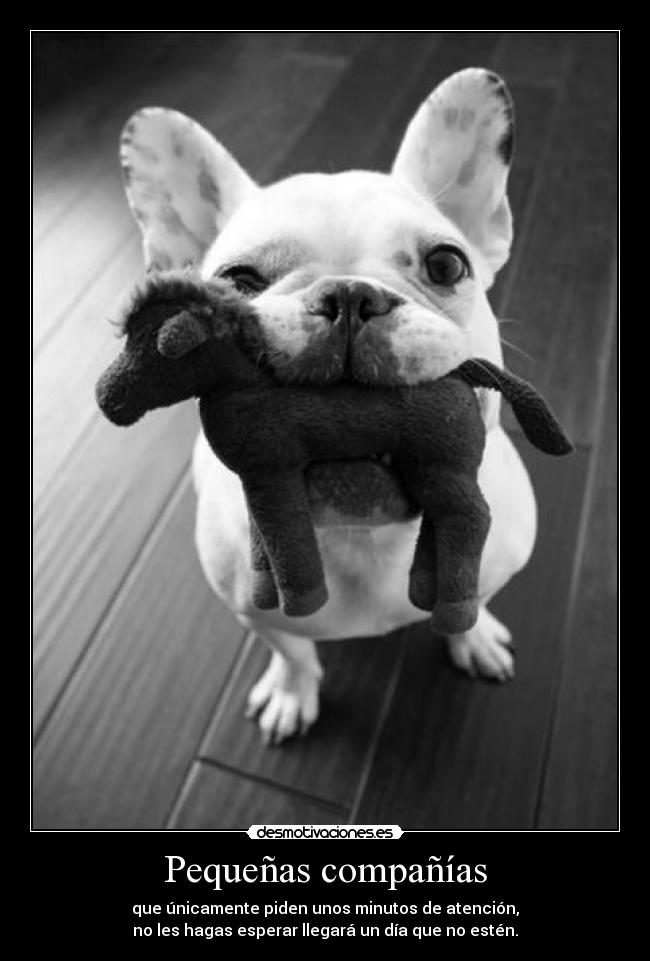 Pequeñas compañías - 