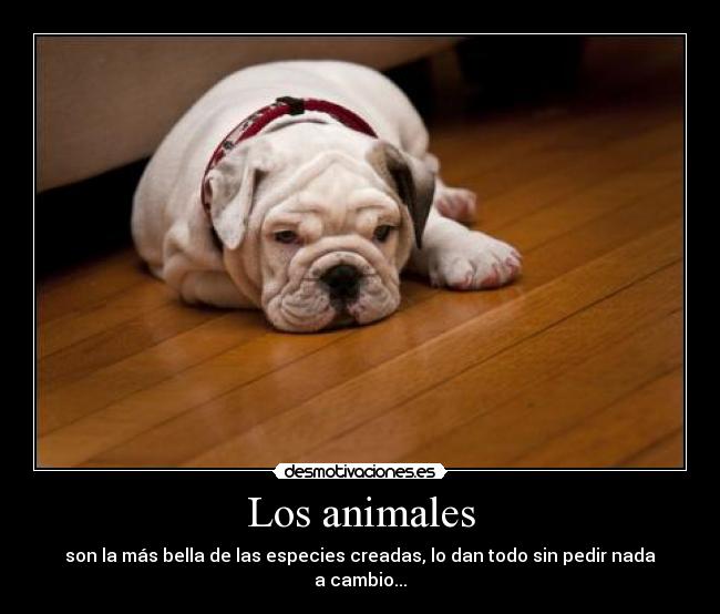 Los animales - son la más bella de las especies creadas, lo dan todo sin pedir nada a cambio...
