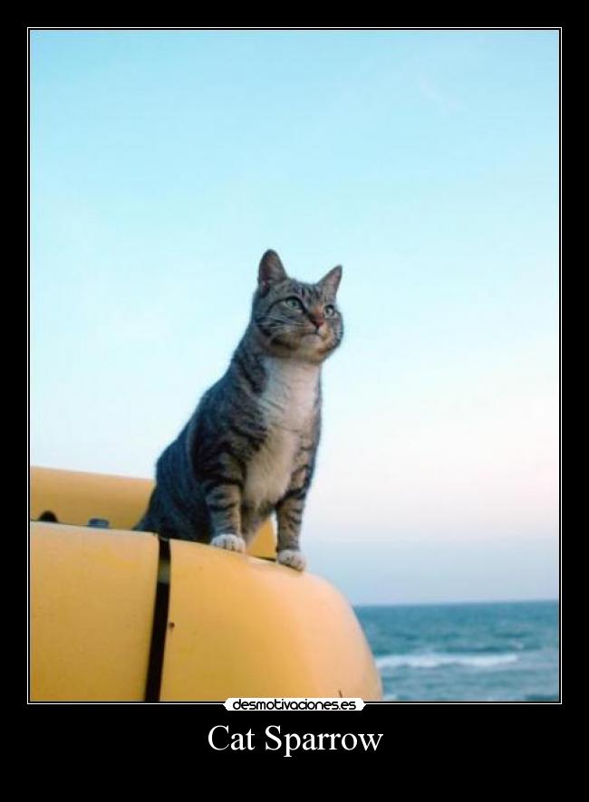 Cat Sparrow - 