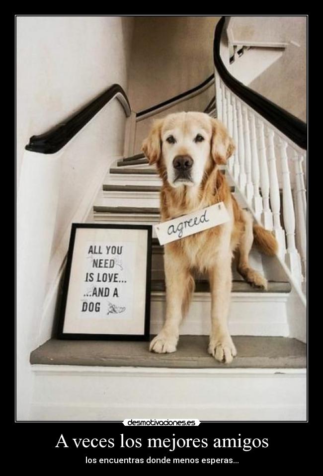 A veces los mejores amigos - 
