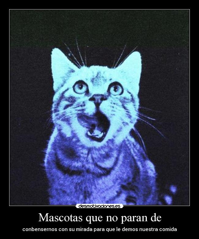 Mascotas que no paran de - conbensernos con su mirada para que le demos nuestra comida