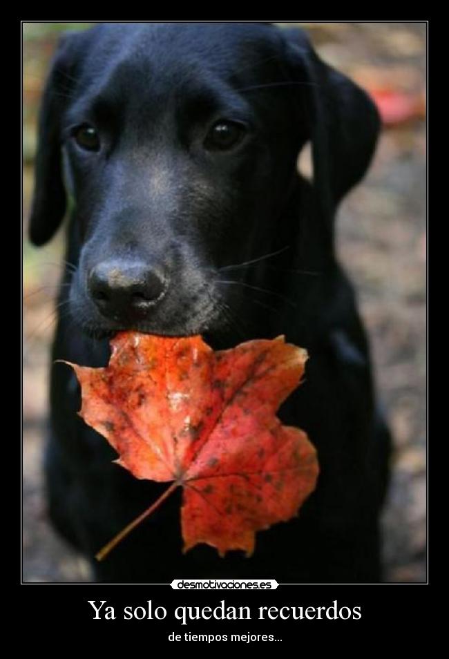 Ya solo quedan recuerdos -