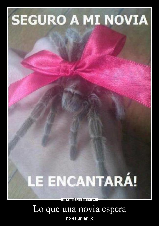 carteles novia desmotivaciones