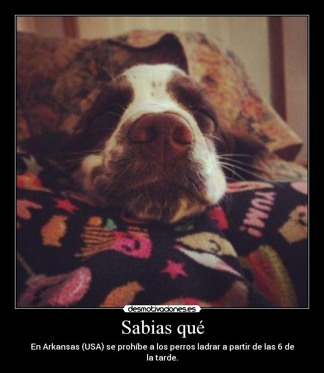 Sabias qué - En Arkansas (USA) se prohíbe a los perros ladrar a partir de las 6 de la tarde.