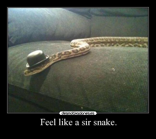 Feel like a sir snake. - 