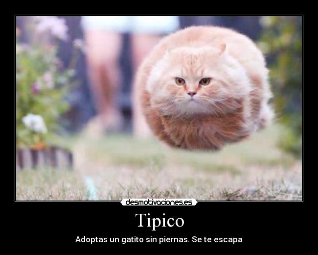 Tipico - Adoptas un gatito sin piernas. Se te escapa