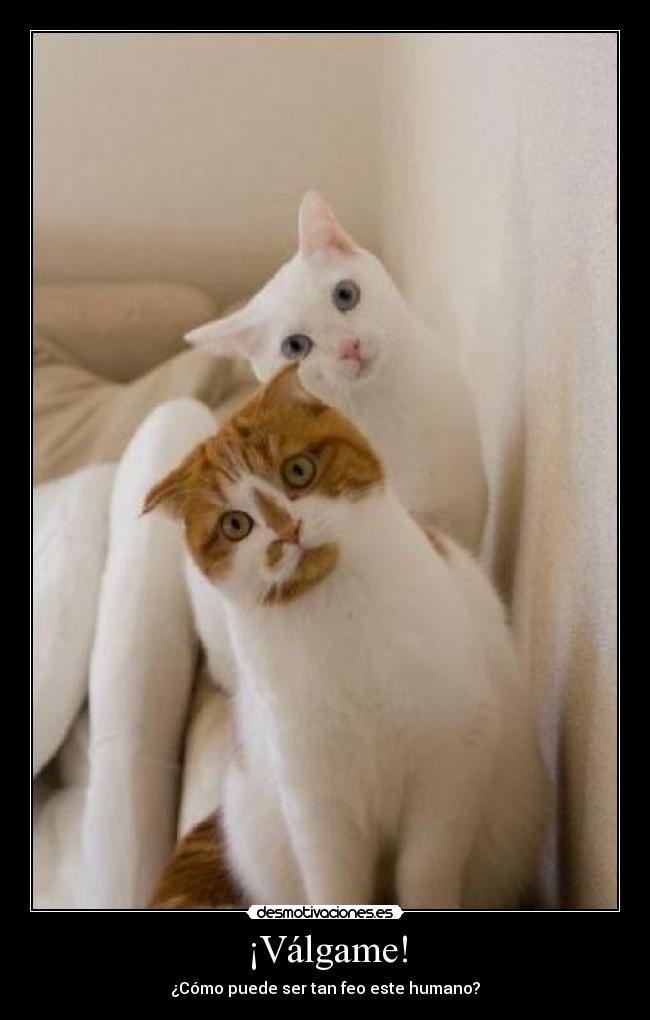 ¡Válgame! - ¿Cómo puede ser tan feo este humano?