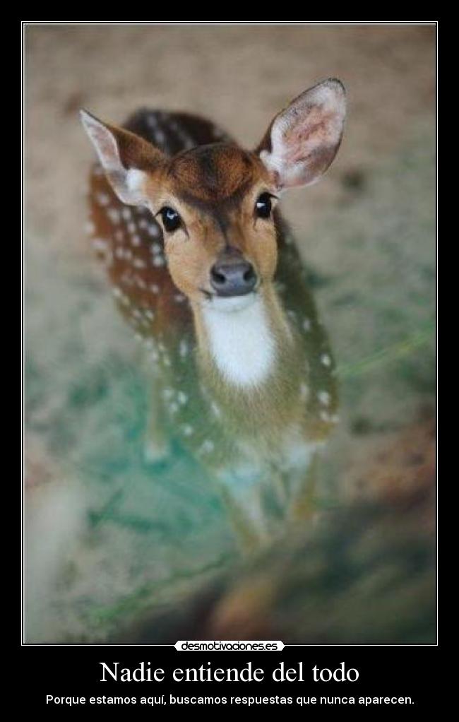 Nadie entiende del todo - Porque estamos aquí, buscamos respuestas que nunca aparecen.