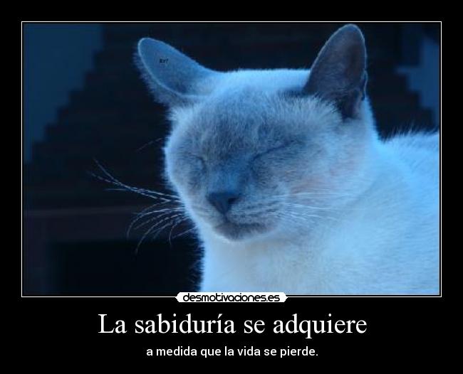 La sabiduría se adquiere - 