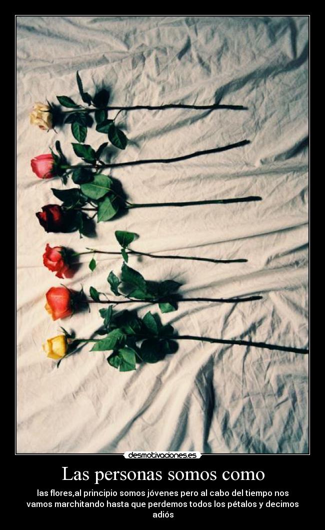 Las personas somos como - las flores,al principio somos jóvenes pero al cabo del tiempo nos
vamos marchitando hasta que perdemos todos los pétalos y decimos
adiós