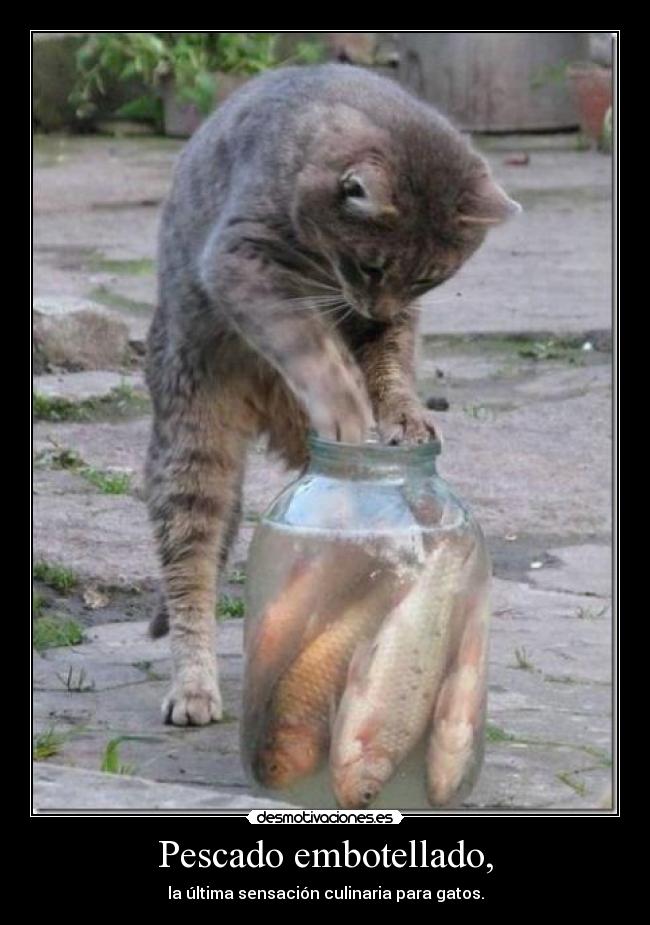 Pescado embotellado, - la última sensación culinaria para gatos.