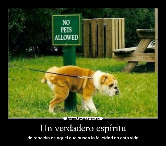 Un verdadero espíritu -