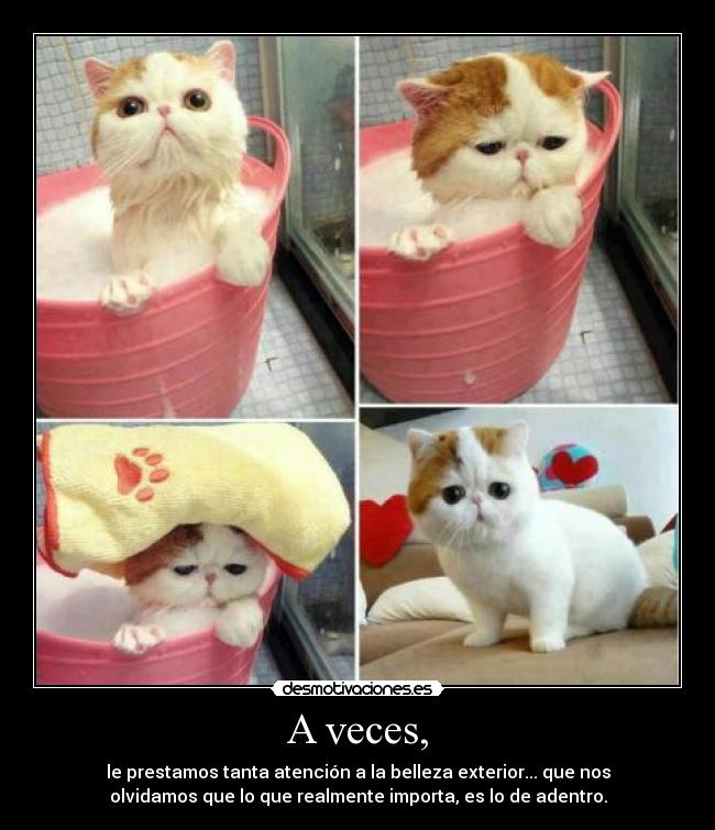 A veces, - le prestamos tanta atención a la belleza exterior... que nos
olvidamos que lo que realmente importa, es lo de adentro.