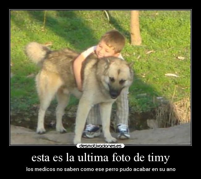 esta es la ultima foto de timy - los medicos no saben como ese perro pudo acabar en su ano