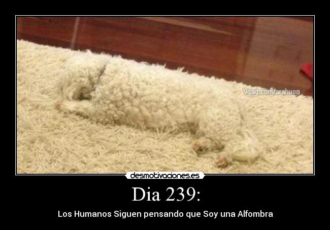 Dia 239: - Los Humanos Siguen pensando que Soy una Alfombra