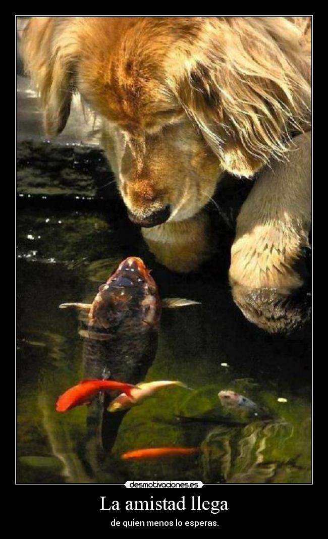 La amistad llega - de quien menos lo esperas.