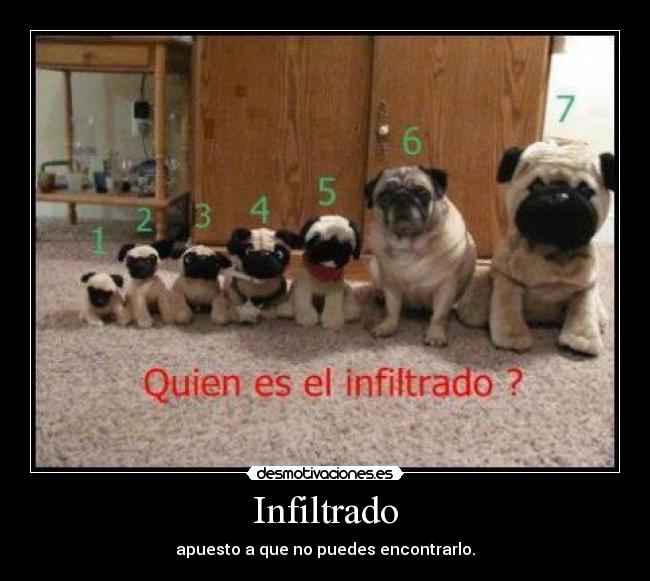 Infiltrado -