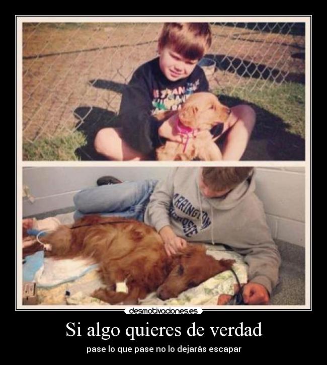 Si algo quieres de verdad - 