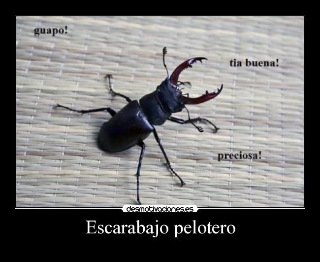 Escarabajo pelotero - 