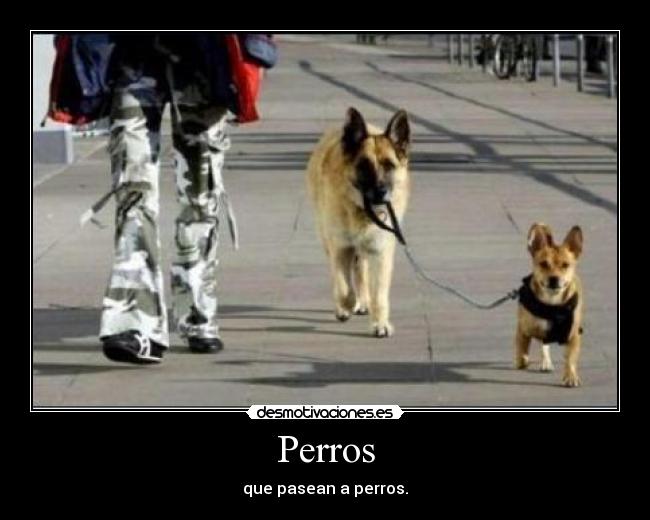 Perros - que pasean a perros.