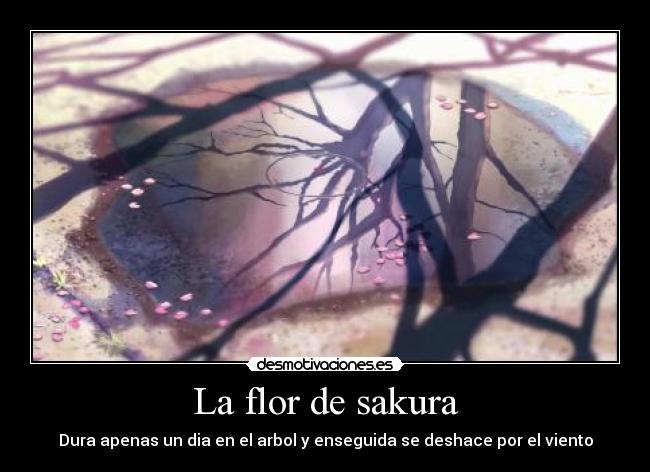 La flor de sakura - 