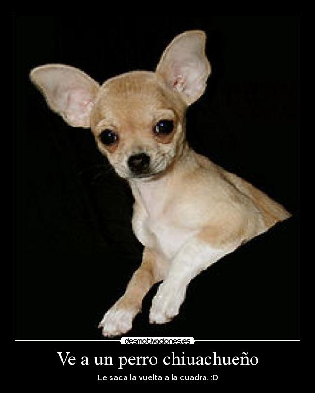 Ve a un perro chiuachueño - Le saca la vuelta a la cuadra. :D