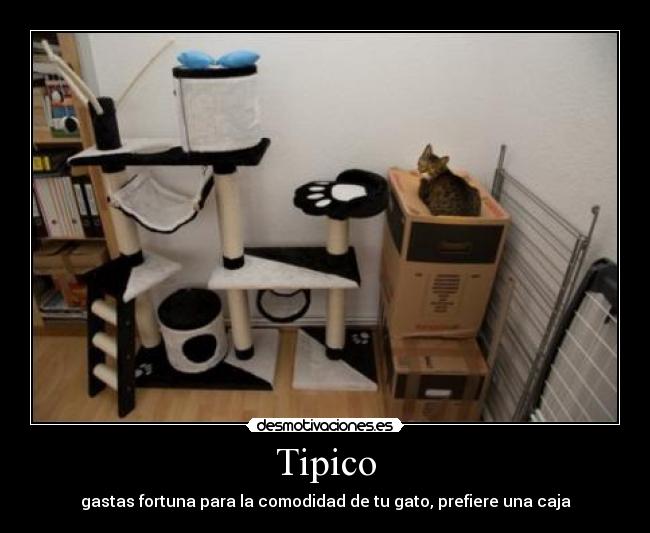 Tipico - gastas fortuna para la comodidad de tu gato, prefiere una caja♥