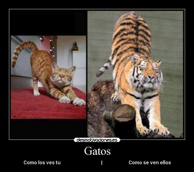 carteles gatos gatos felino desmotivaciones