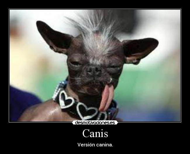 Canis -