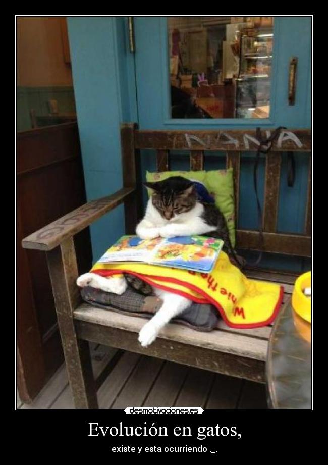 Evolución en gatos, - existe y esta ocurriendo ._.
