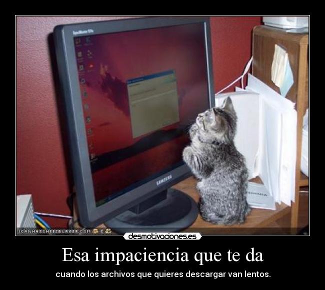 carteles gatosarchivos download desmotivaciones