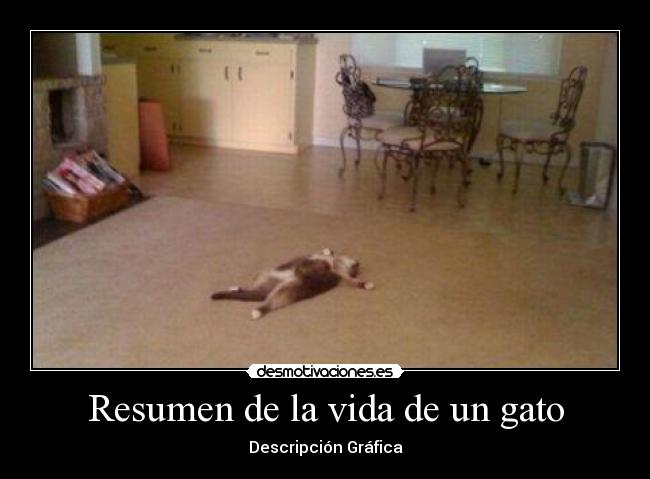 Resumen de la vida de un gato - Descripción Gráfica